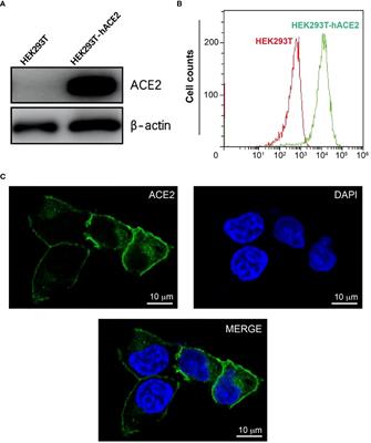 SARS-CoV-2 tetrameric RBD protein blocks viral infection and induces potent neutralizing antibody response